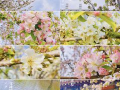 -海棠花溪(元大都城垣遗址公园)