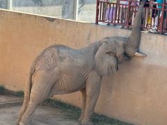 -西霞口神雕山野生动物世界