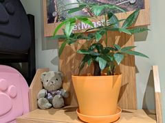 -东方名猫馆·英短金渐层布偶猫舍(环线广场1号楼店)