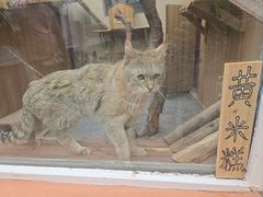 -青藏高原野生动物园