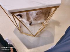 -藏猫猫咖啡主题馆(中央大道店)