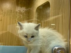 -屋虎猫馆(宝安大仟里店)
