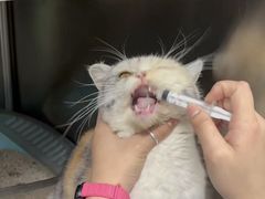 -派美特宠物医院·核磁CT·骨科肿瘤·疑难转诊(沈农禾丰店)