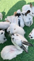 -萌宠亲子动物乐园(槐房万达店)