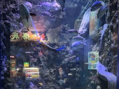 -海合安青岛极地海洋公园