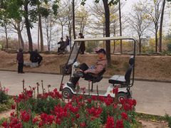 -天适樱花悠乐园