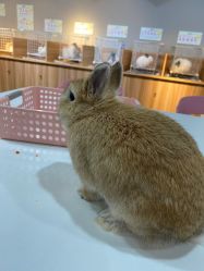 -Moni星球萌宠·小马宝莉·灵蛇·高端高阶全萌宠互动体验俱乐部(红豆国际广场店)