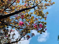-金水泊山庄·花椒鸡(铁山坪店)