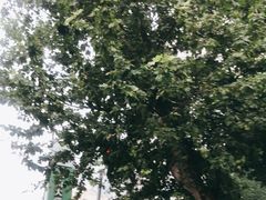 -东南大学附属中大医院(本部)