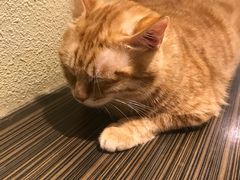 -more than meow吴止猫主题餐厅(承德 中船汇店)