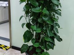 -茂菊口腔连锁(浦东南路店)