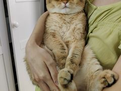 -纳吉亚猫专科动物诊疗中心(蒋宅口分院)
