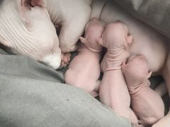 -瑞派·关忠动物医院·异宠专科·犬猫肿瘤·皮肤专科(望京店)