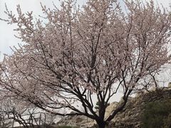 -香山公园