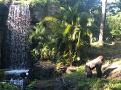 -奥兰多迪士尼动物王国乐园