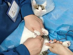-瑞派·关忠动物医院·猫专科·犬专科(三环新城店)
