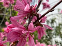 -南汇桃花村
