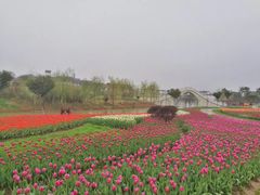 -金卉庄园