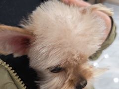 -德元·美联众合24小时动物医院(总院)