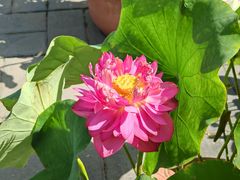-莲花池公园