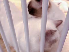 -momokira米努特·德文卷毛猫·棉花面纱犬