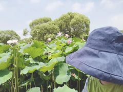 -洪湖生态旅游区