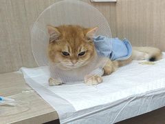 -北京观赏动物医院·24小时大型综合·猫专科·异宠专科