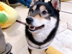 -逗柴咖啡屋·狗咖猫咖宠物桌游