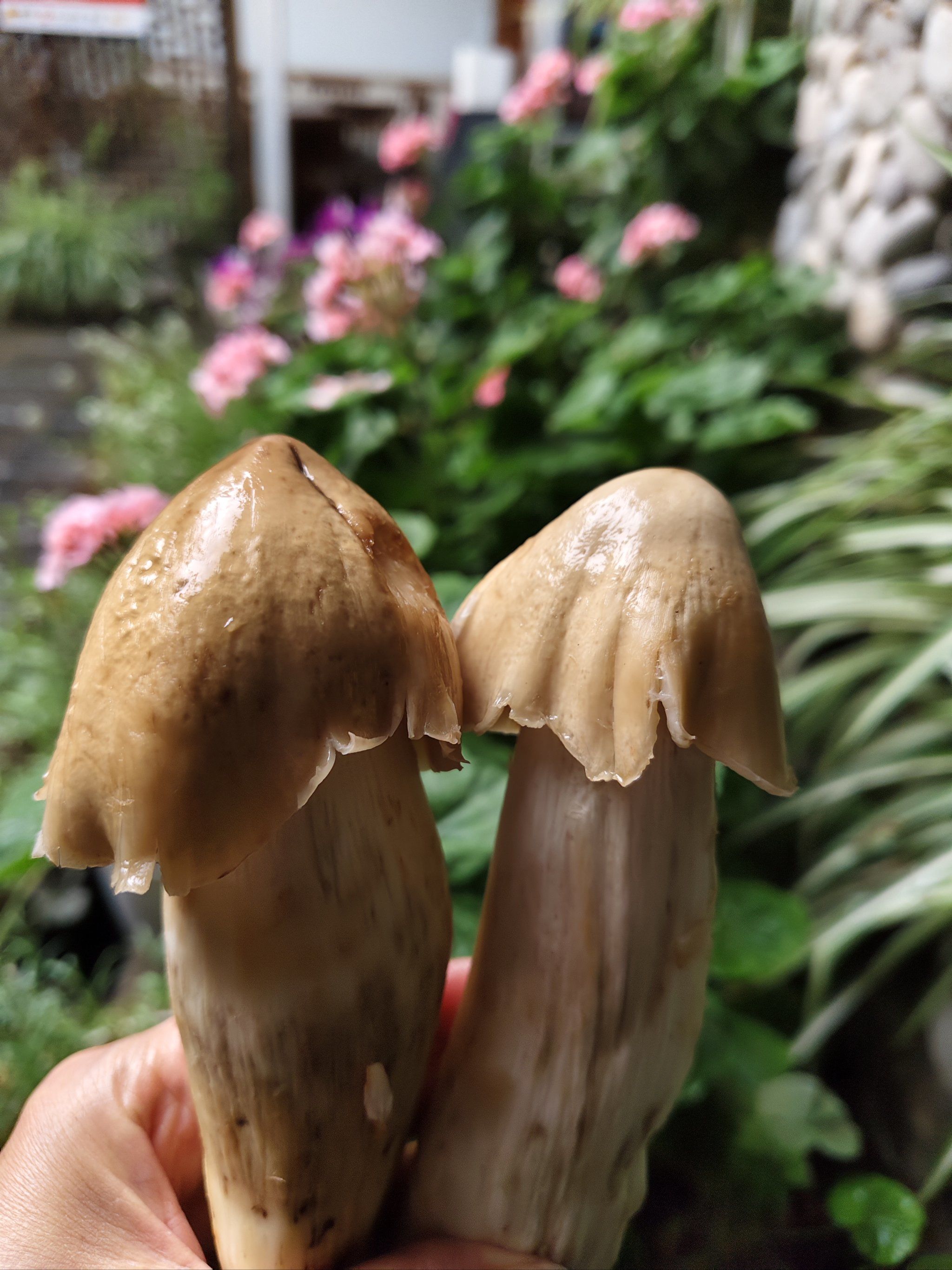又到每年吃野生菌的季节,白鸡枞菌,质地细