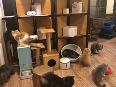 -more than meow吴止猫主题餐厅(承德 中船汇店)