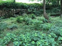 -木兰云雾山