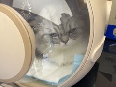 -瑞派康怡24h宠物医院·犬猫医疗中心·微创绝育(瑞景分院)