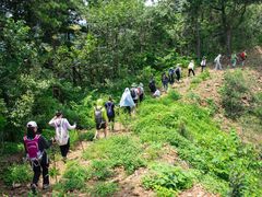 -素山寺森林公园