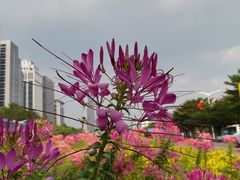 -深圳市人才园(深南大道店)