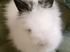 -爱侣宠医·鹦鹉专科·小型哺乳类·异宠专科(灵石路店)