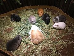 -藦茜花园宠物主题亲子互动体验馆(国顺东路店)