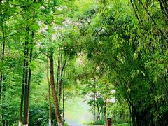 -桤木河湿地公园