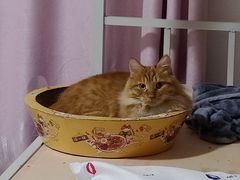 -艾贝尔宠物医院·24H转诊中心·肿瘤猫专科(江宁双龙店)