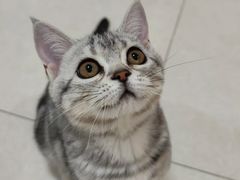 -喵zoo家庭繁育猫舍(尖东智能花园店)