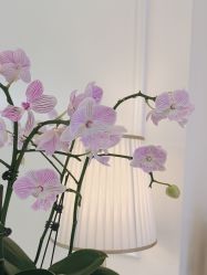 -YESIDO椰岛美容