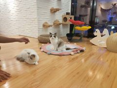 -momokira米努特·德文卷毛猫·棉花面纱犬