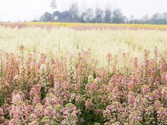 -中国天府农业博览园