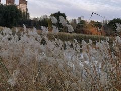 -群力丁香公园