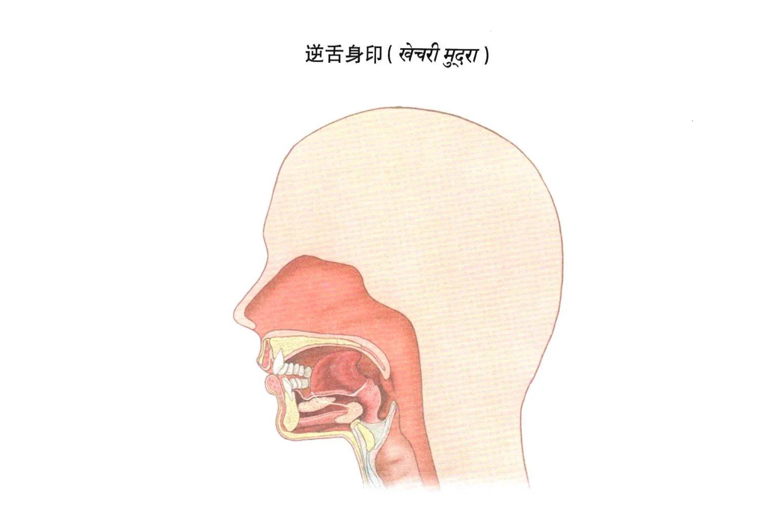 舌抵上颚可以作为一个练习,或者说养成闭起
