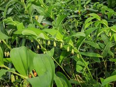 -国家植物园南园