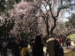 -西安青龙寺遗址景区