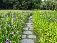 -上海共青森林公园