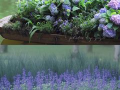 -深圳市中科院仙湖植物园