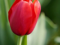 -洛阳郁金香牡丹园