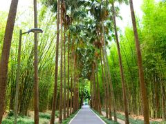 -中国科学院西双版纳热带植物园